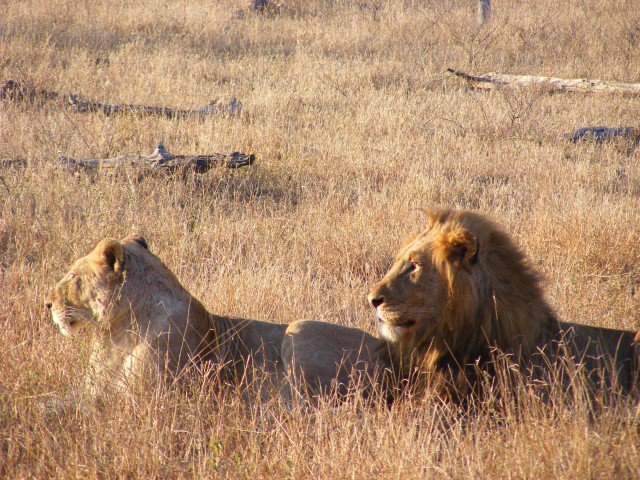 Lion and lioness in Kruger